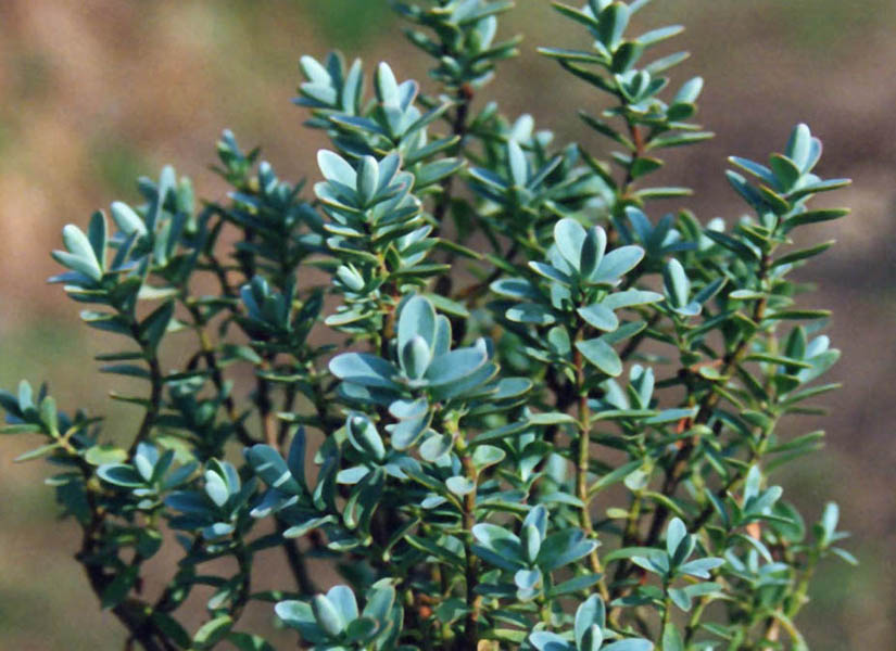Hebe pinguifolia en fleurs dans les éboulis stabilisés de Nouvelle-Zélande